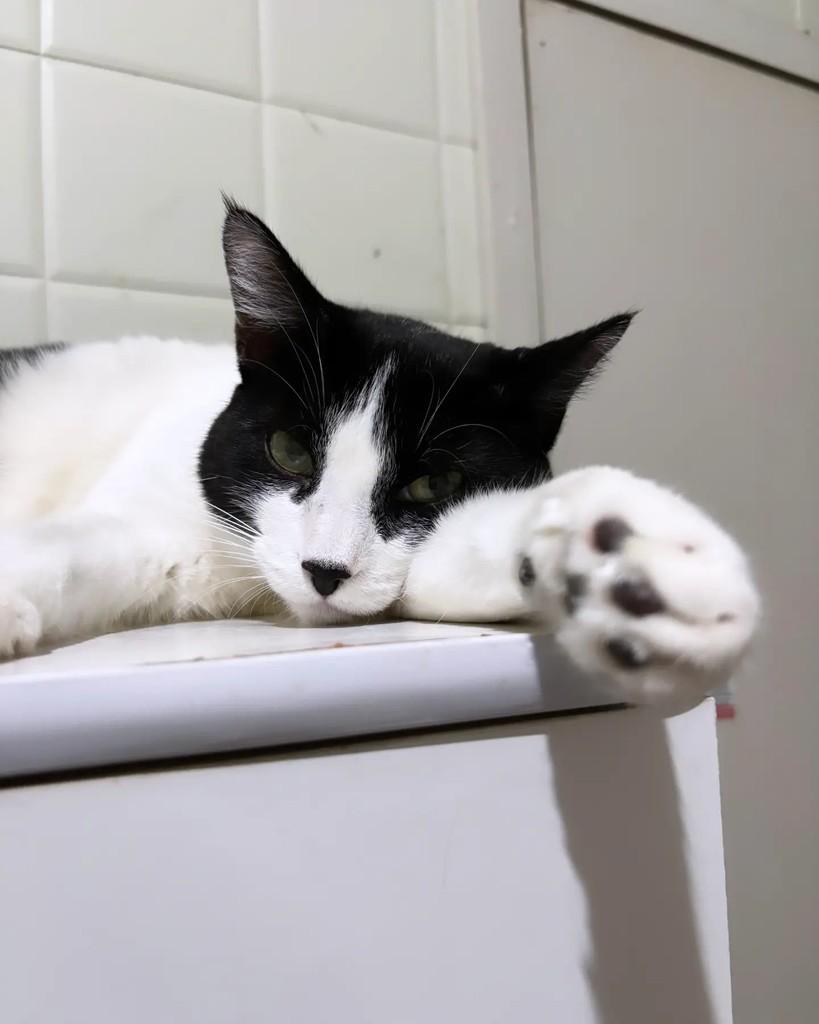 Senhora, gata de porte médio para adoção em Belo Horizonte - MG — foto 3 de 5