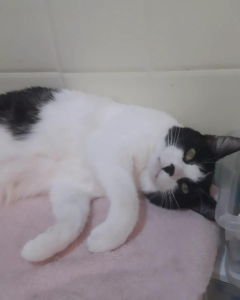 Senhora, gata de porte médio para adoção em Belo Horizonte - MG — foto 4 de 5