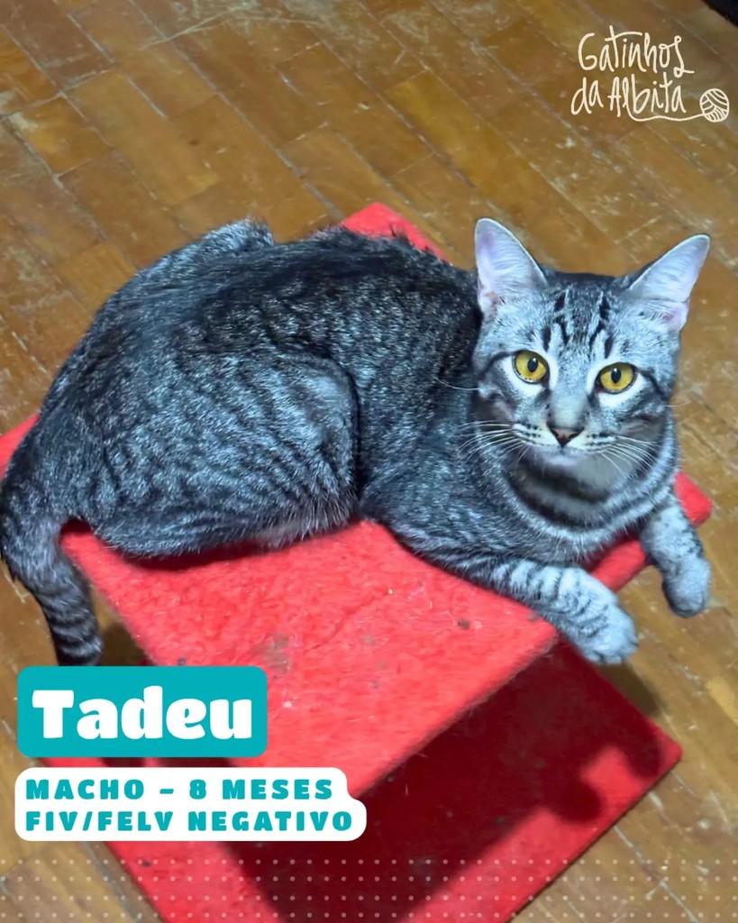Tadeu, gato de porte médio para adoção em Belo Horizonte - MG