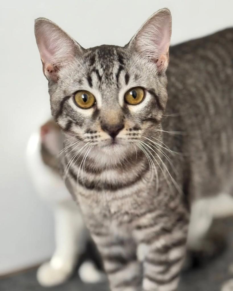 Tadeu, gato de porte médio para adoção em Belo Horizonte - MG — foto 2 de 3