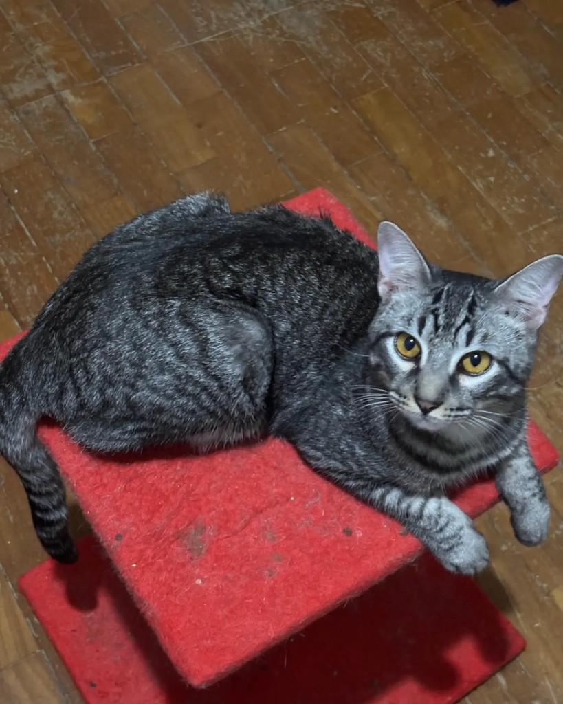 Tadeu, gato de porte médio para adoção em Belo Horizonte - MG — foto 3 de 3