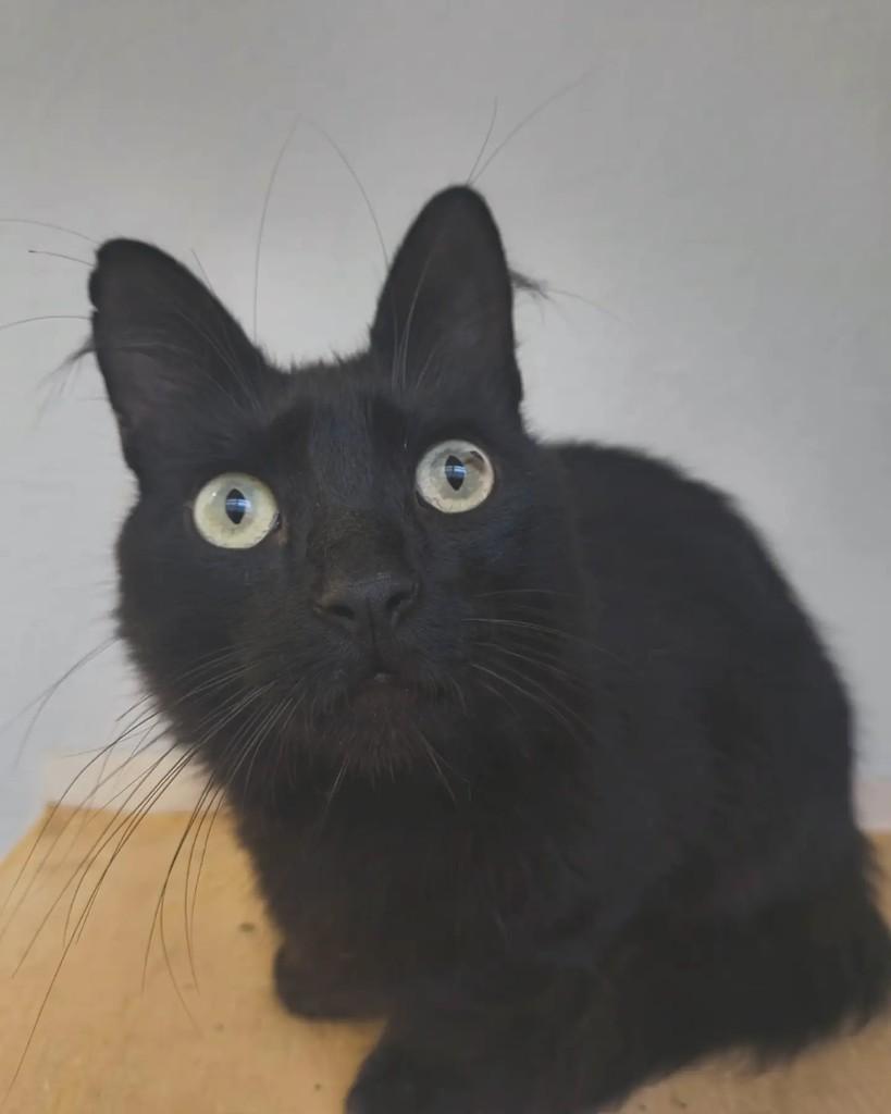 Benito, gato de porte pequeno para adoção em Belo Horizonte - MG
