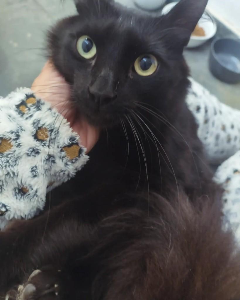 Benito, gato de porte pequeno para adoção em Belo Horizonte - MG — foto 2 de 2
