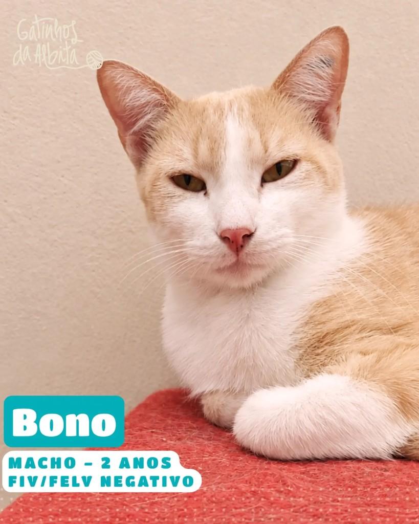 Bono, gato de porte pequeno para adoção em Belo Horizonte - MG