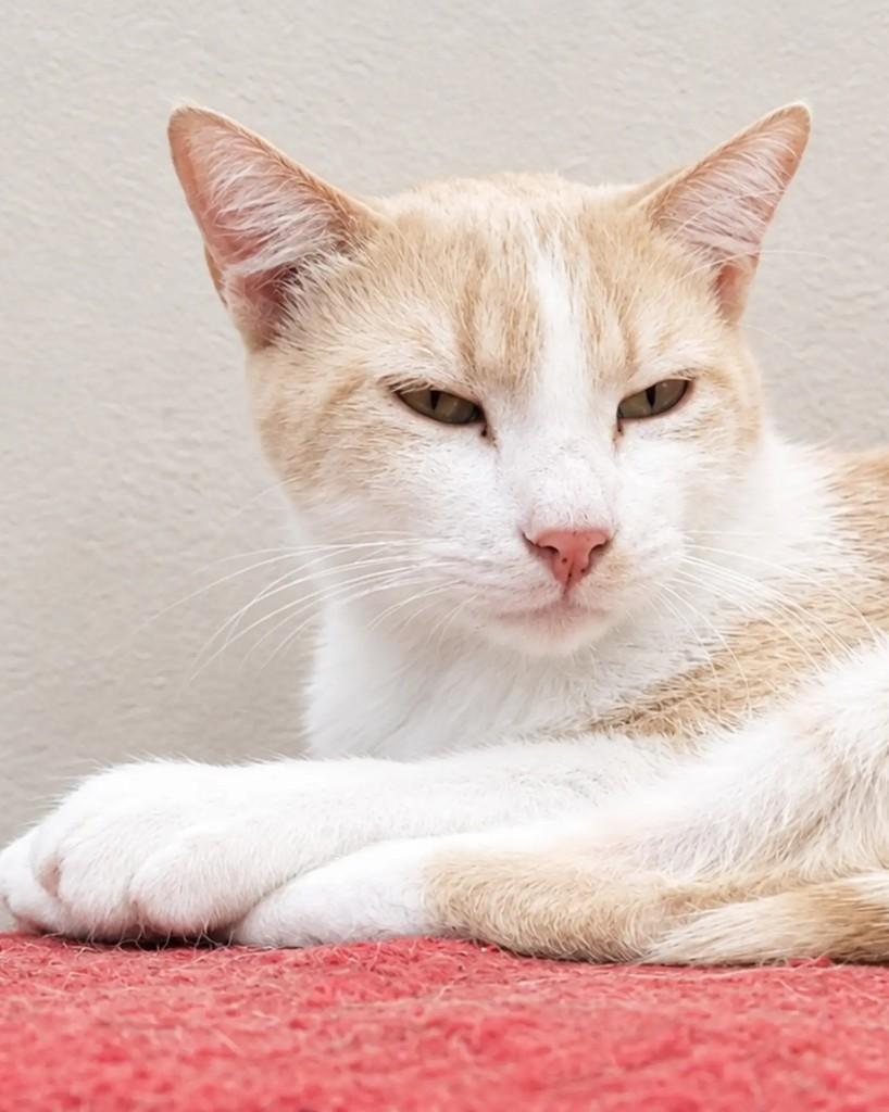 Bono, gato de porte pequeno para adoção em Belo Horizonte - MG — foto 2 de 4