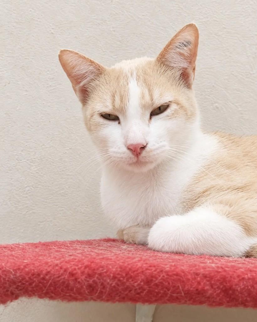 Bono, gato de porte pequeno para adoção em Belo Horizonte - MG — foto 3 de 4