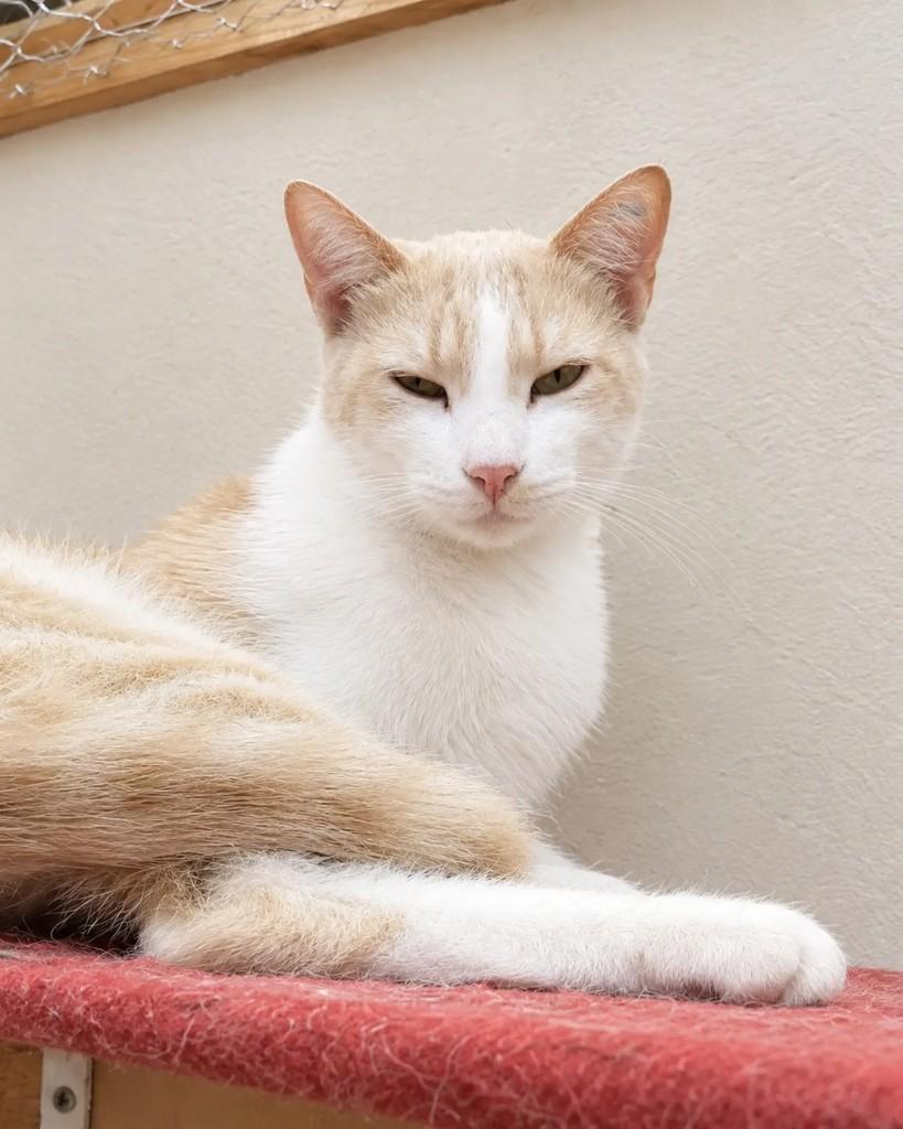 Bono, gato de porte pequeno para adoção em Belo Horizonte - MG — foto 4 de 4