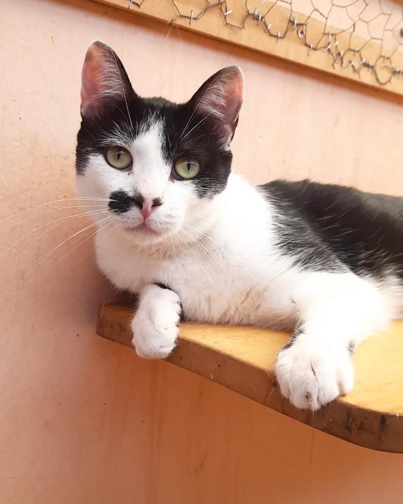 Raul, gato de porte pequeno para adoção em Belo Horizonte - MG