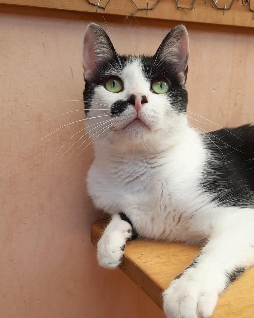 Raul, gato de porte pequeno para adoção em Belo Horizonte - MG — foto 2 de 5