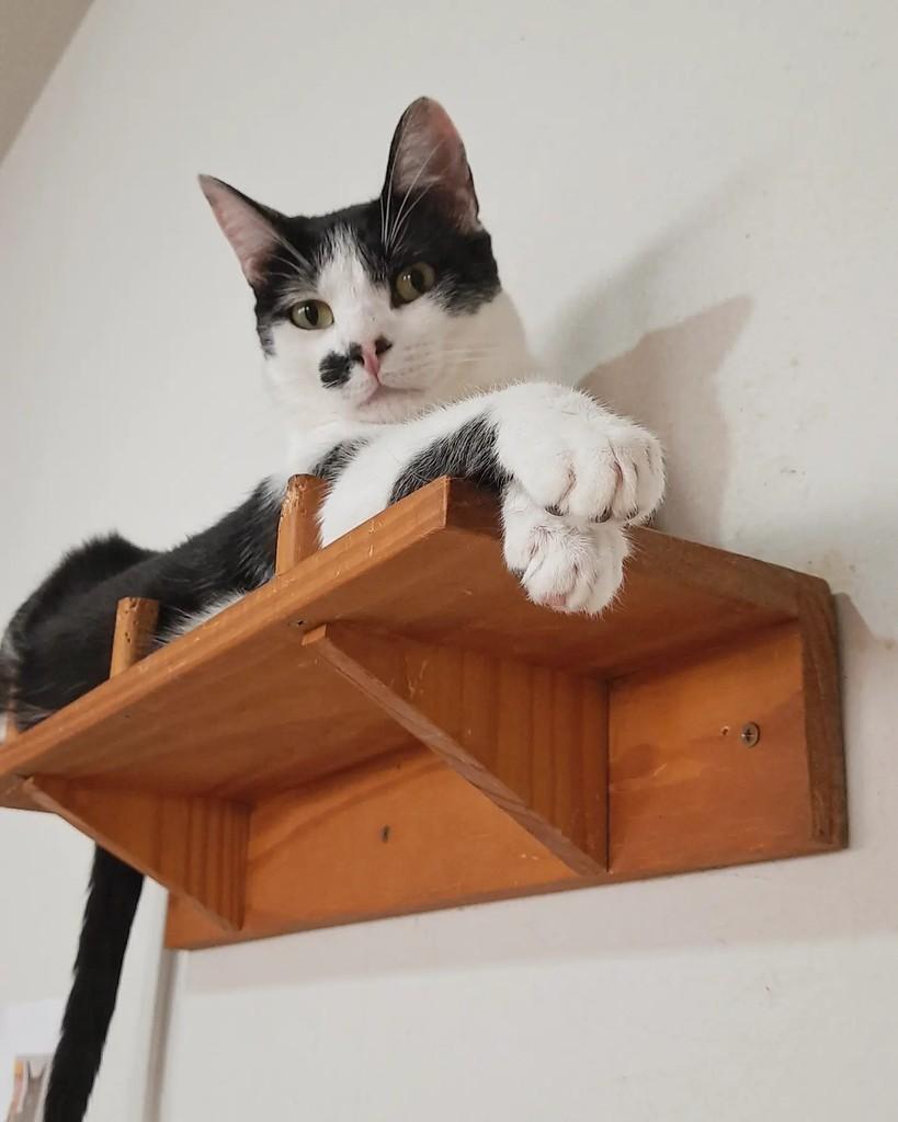 Raul, gato de porte pequeno para adoção em Belo Horizonte - MG — foto 3 de 5