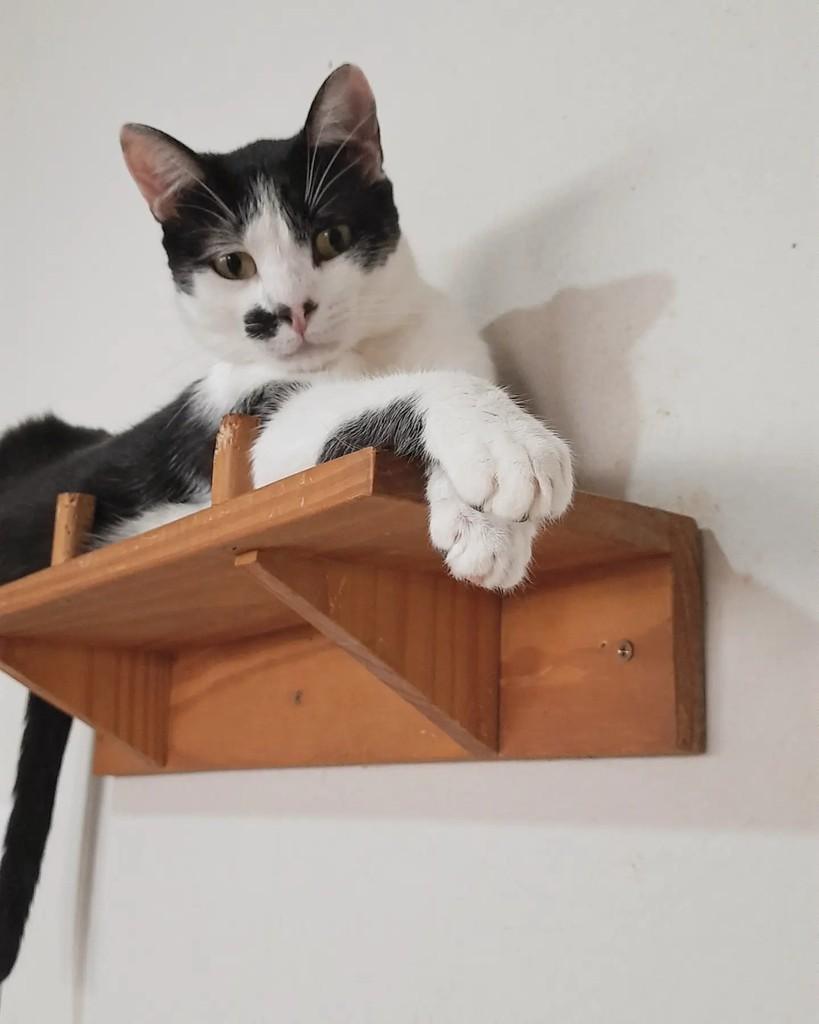 Raul, gato de porte pequeno para adoção em Belo Horizonte - MG — foto 4 de 5