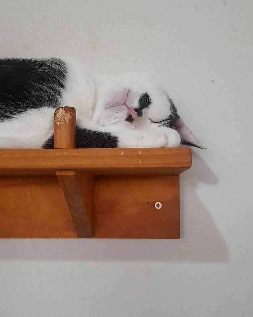 Raul, gato de porte pequeno para adoção em Belo Horizonte - MG — foto 5 de 5