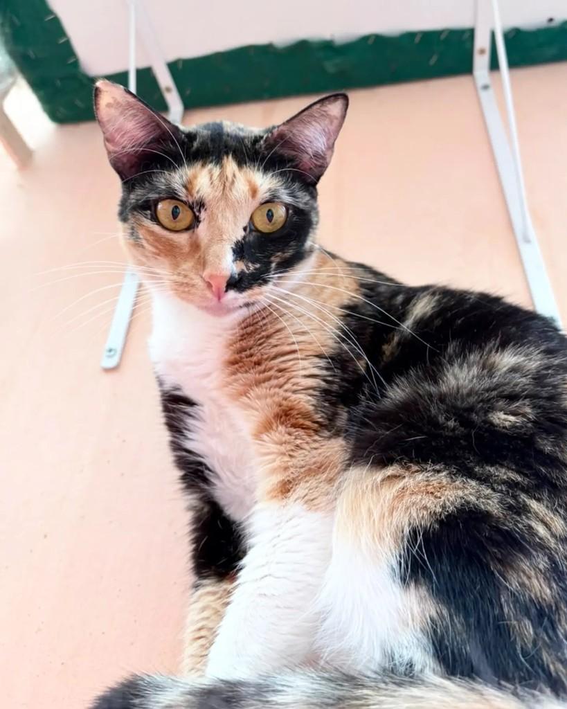 Ana, gata de porte médio para adoção em Belo Horizonte - MG