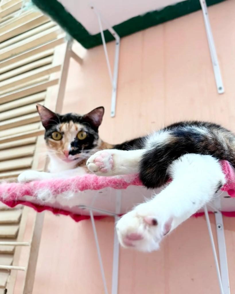 Ana, gata de porte médio para adoção em Belo Horizonte - MG — foto 2 de 4