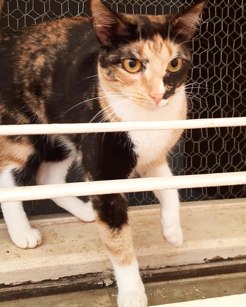Ana, gata de porte médio para adoção em Belo Horizonte - MG — foto 3 de 4
