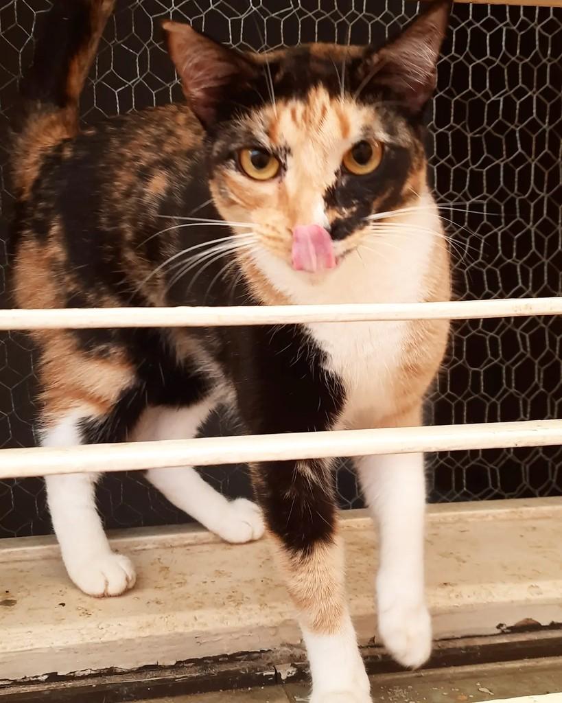 Ana, gata de porte médio para adoção em Belo Horizonte - MG — foto 4 de 4