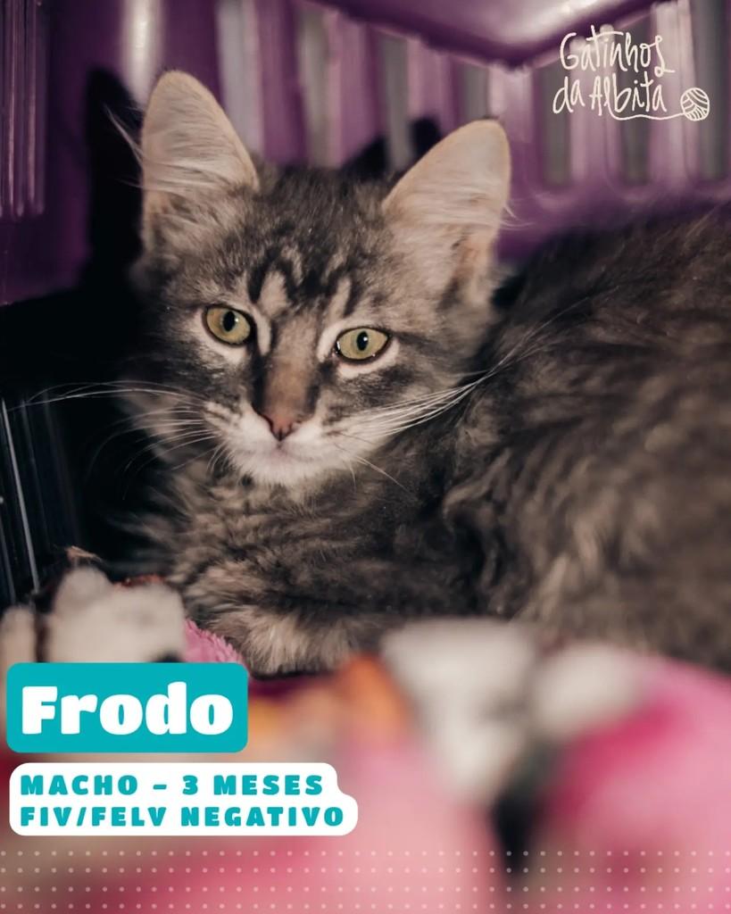 Frodo, gato de porte pequeno para adoção em Belo Horizonte - MG