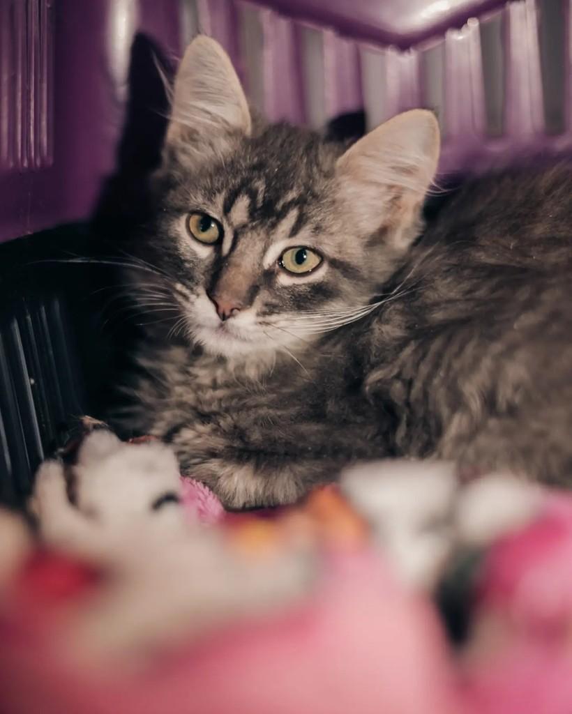 Frodo, gato de porte pequeno para adoção em Belo Horizonte - MG — foto 2 de 3