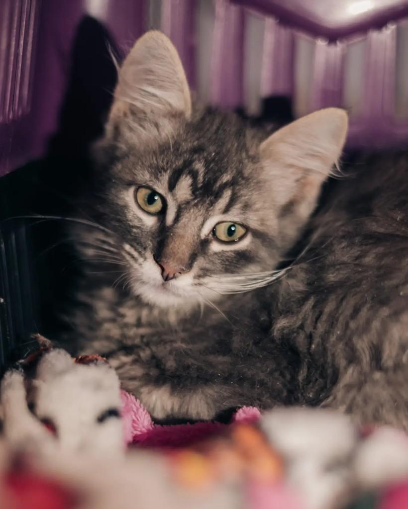 Frodo, gato de porte pequeno para adoção em Belo Horizonte - MG — foto 3 de 3