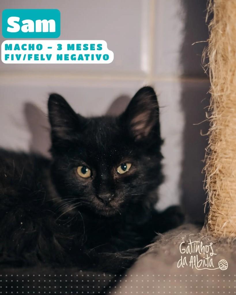 Sam, gato de porte pequeno para adoção em Belo Horizonte - MG