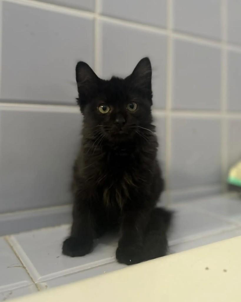 Sam, gato de porte pequeno para adoção em Belo Horizonte - MG — foto 2 de 5