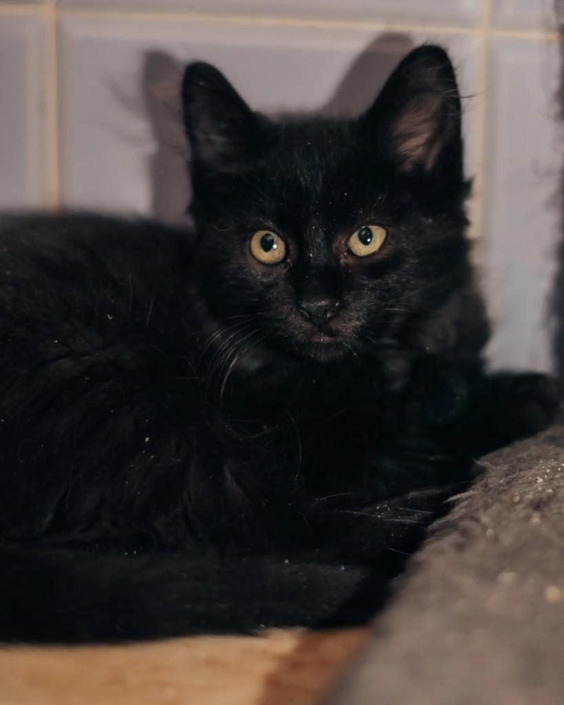 Sam, gato de porte pequeno para adoção em Belo Horizonte - MG — foto 3 de 5