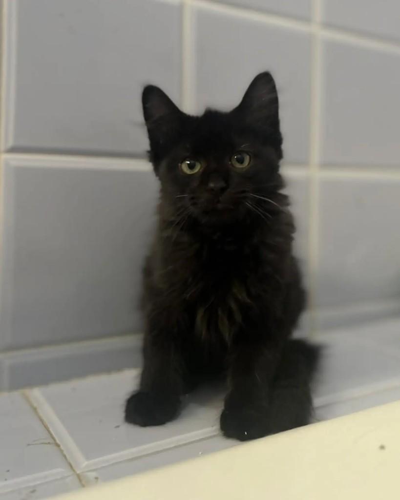Sam, gato de porte pequeno para adoção em Belo Horizonte - MG — foto 4 de 5