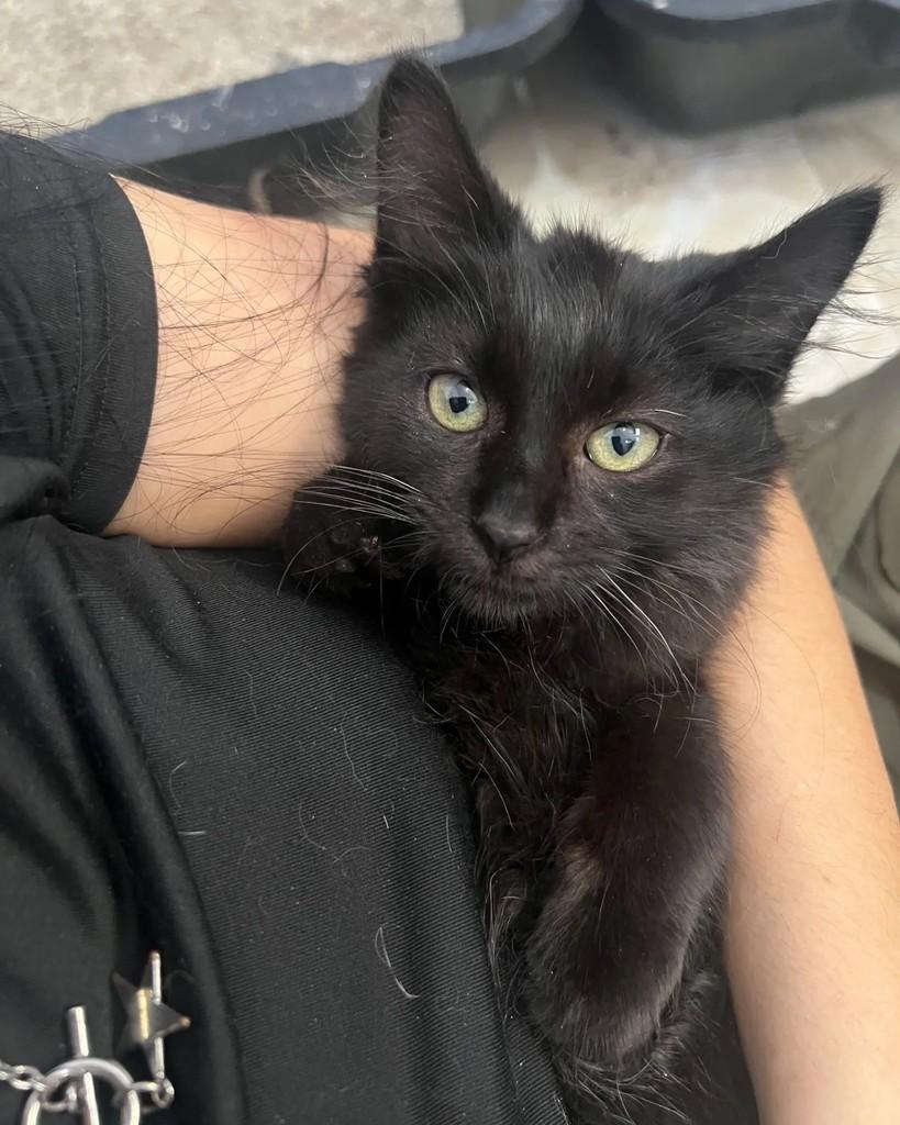 Sam, gato de porte pequeno para adoção em Belo Horizonte - MG — foto 5 de 5