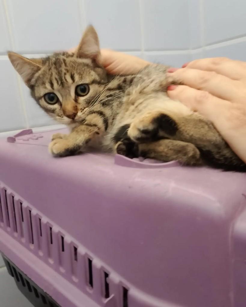 Galadriel, gato de porte pequeno para adoção em Belo Horizonte - MG