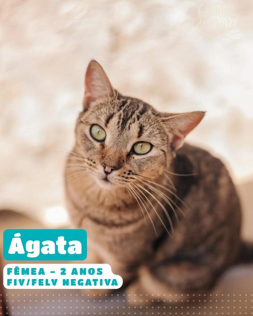 Ágata, gata de porte pequeno para adoção em Belo Horizonte - MG
