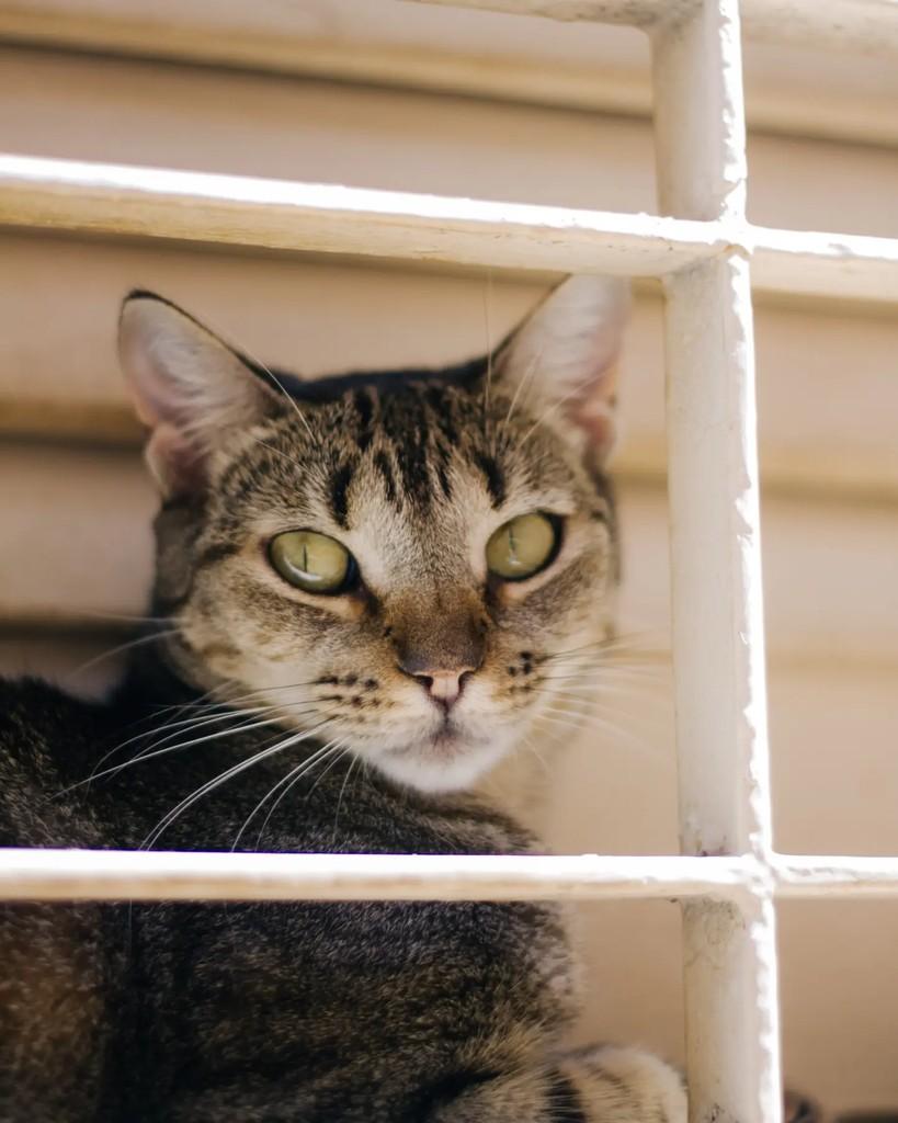 Ágata, gata de porte pequeno para adoção em Belo Horizonte - MG — foto 2 de 2