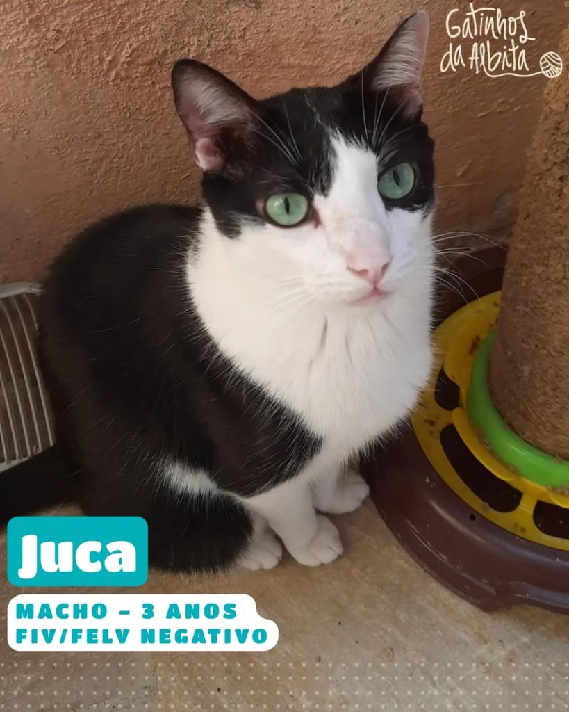 Juca, gato de porte médio para adoção em Belo Horizonte - MG