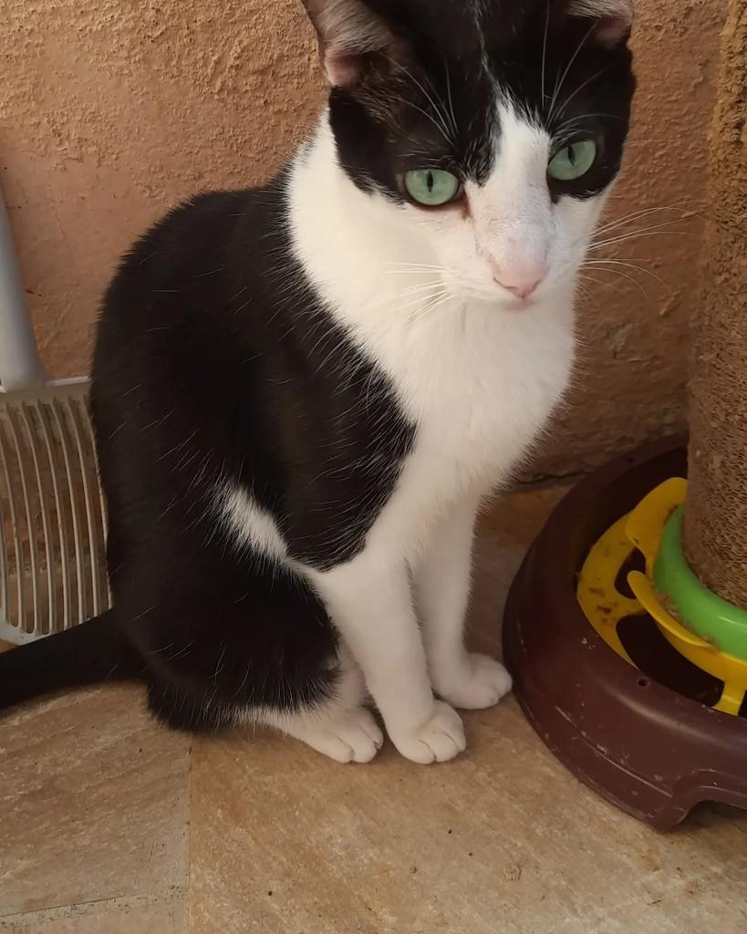 Juca, gato de porte médio para adoção em Belo Horizonte - MG — foto 2 de 3