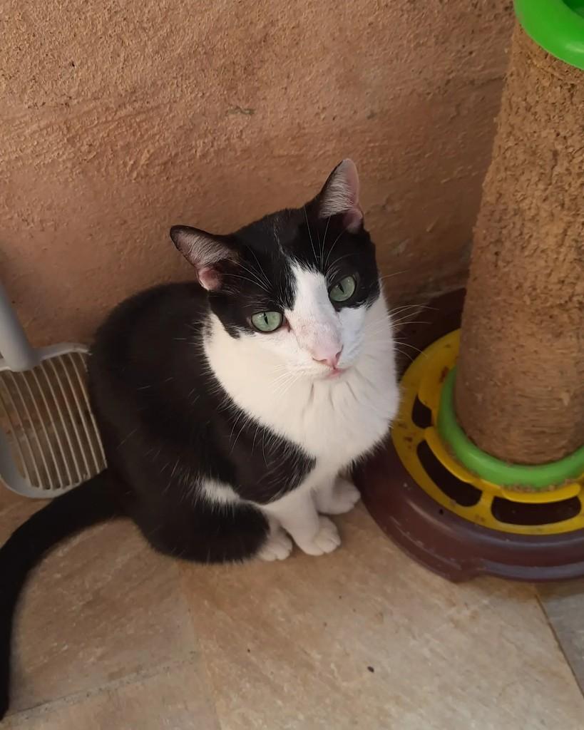 Juca, gato de porte médio para adoção em Belo Horizonte - MG — foto 3 de 3