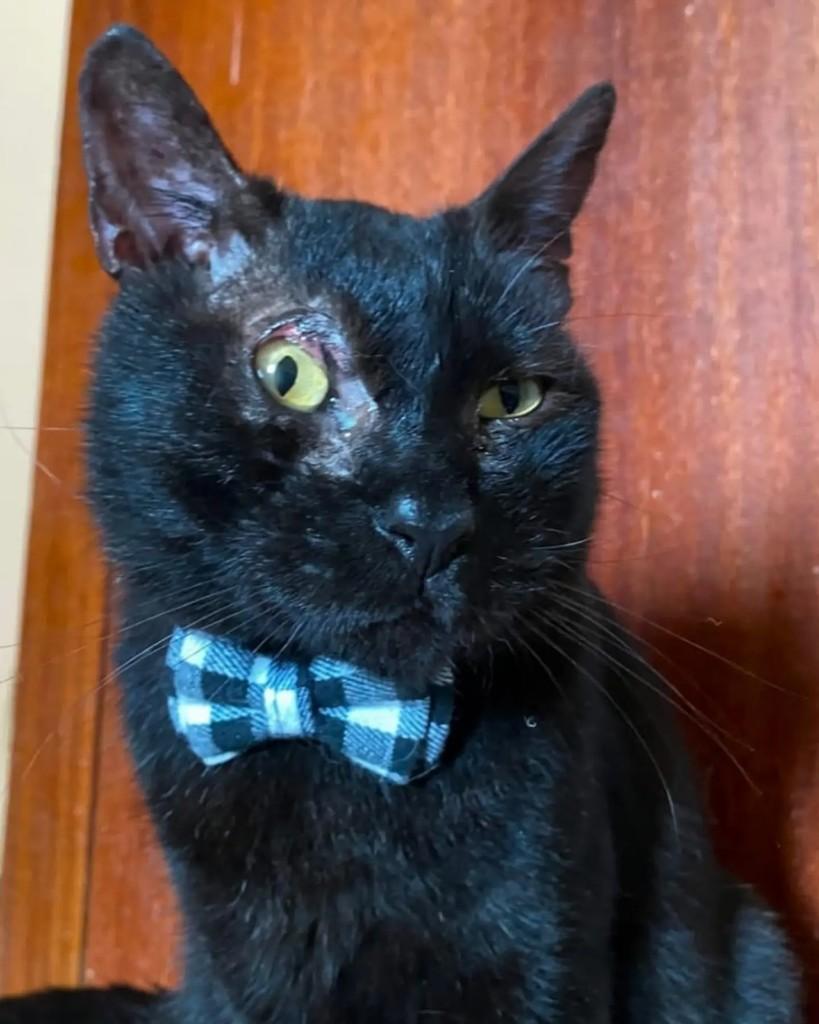 Felipe, gato de porte médio para adoção em Belo Horizonte - MG