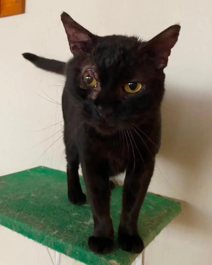 Felipe, gato de porte médio para adoção em Belo Horizonte - MG — foto 2 de 4