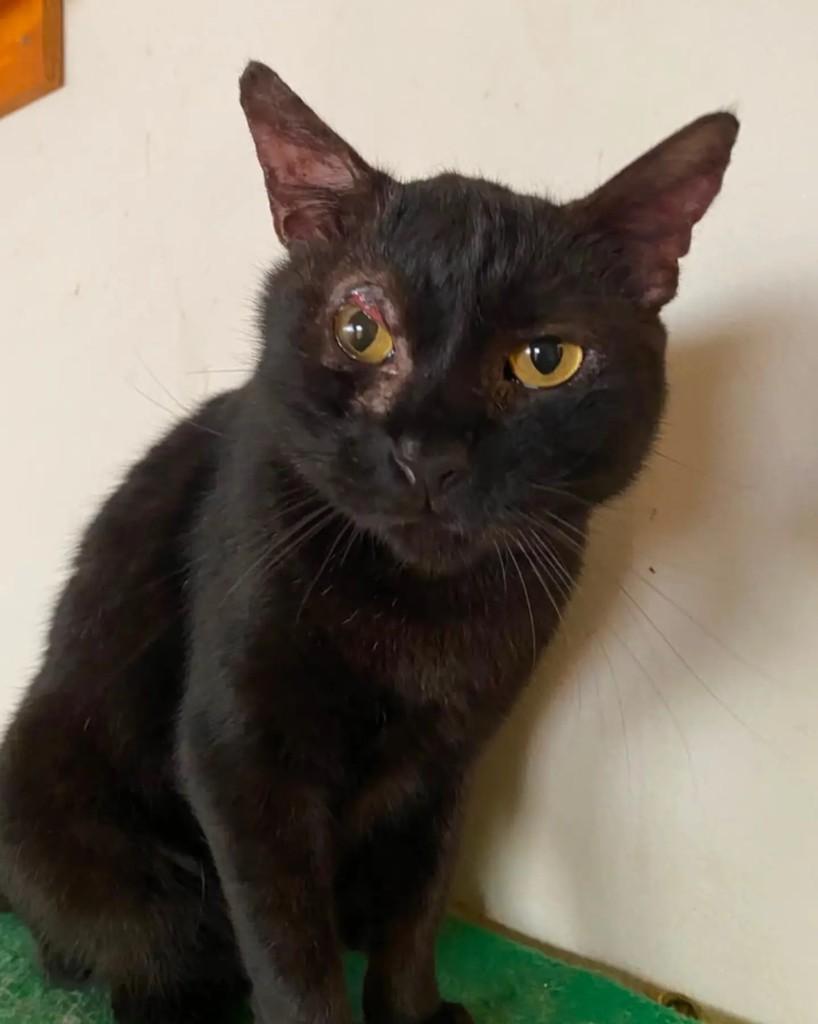 Felipe, gato de porte médio para adoção em Belo Horizonte - MG — foto 3 de 4