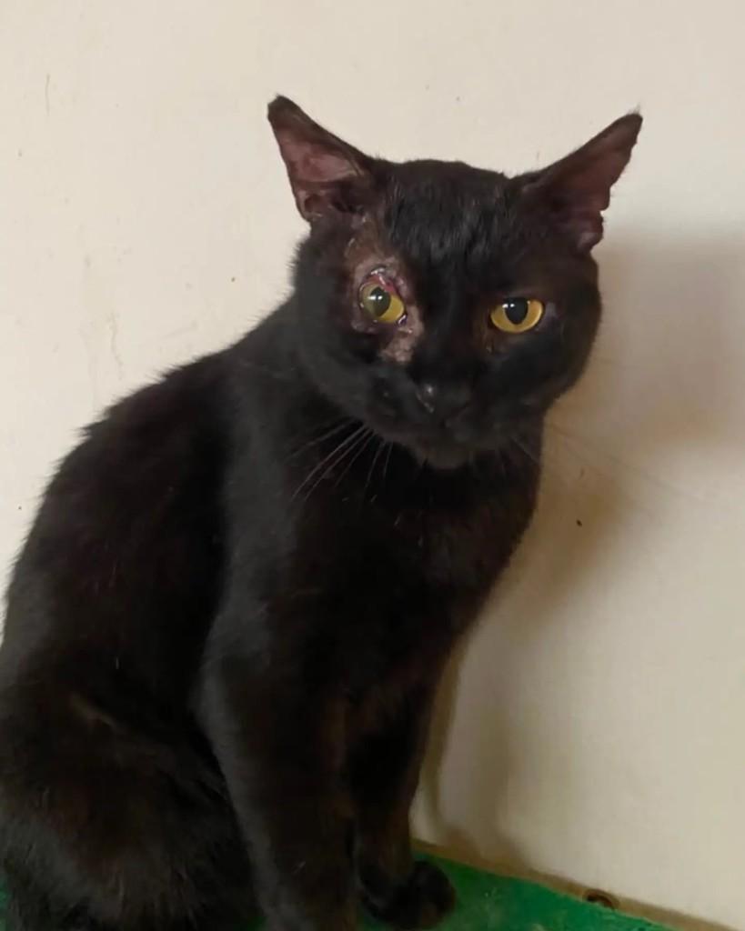 Felipe, gato de porte médio para adoção em Belo Horizonte - MG — foto 4 de 4