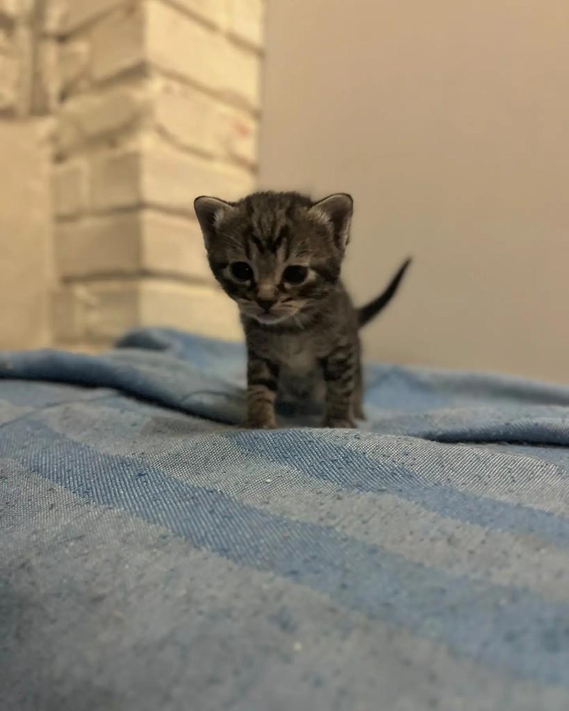 Elton, gato de porte pequeno para adoção em Belo Horizonte - MG