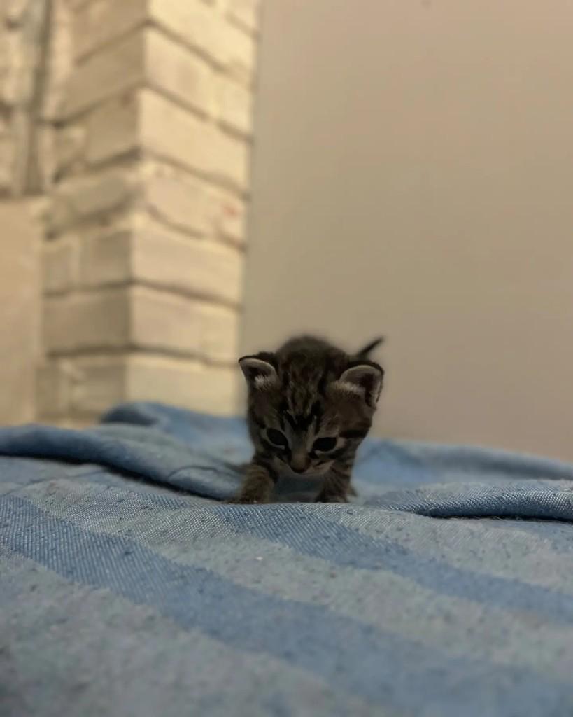 Elton, gato de porte pequeno para adoção em Belo Horizonte - MG — foto 2 de 2