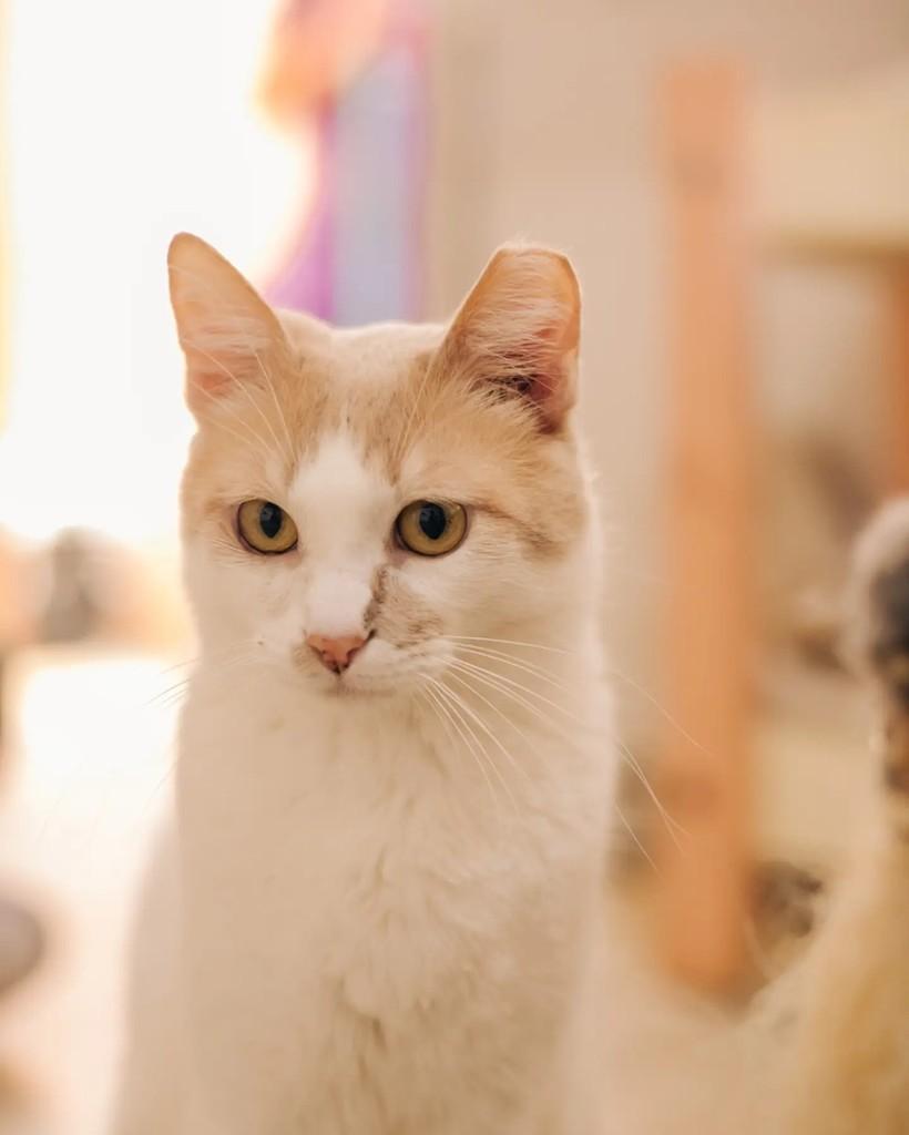 Bijou, gata de porte médio para adoção em Belo Horizonte - MG