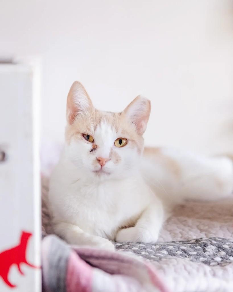 Bijou, gata de porte médio para adoção em Belo Horizonte - MG — foto 2 de 2