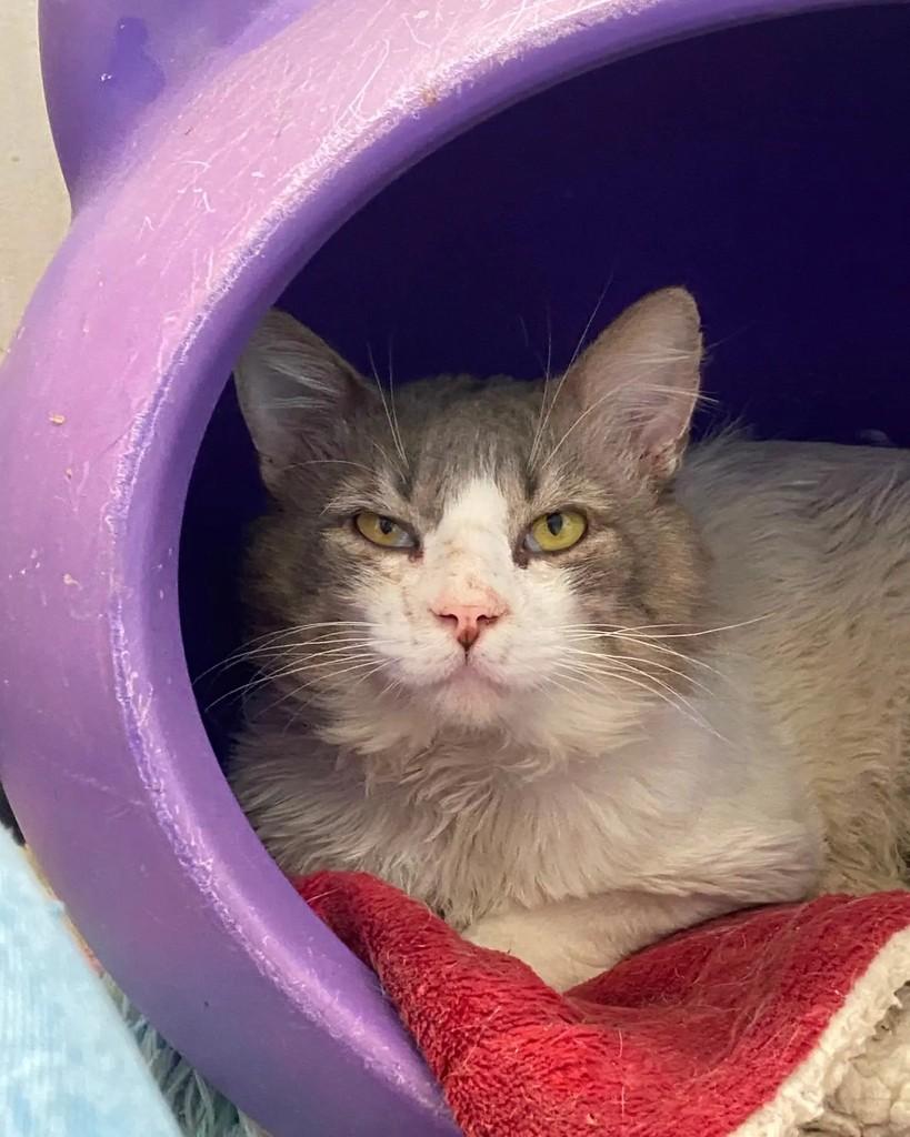 Ash, gato para adoção em Belo Horizonte - MG
