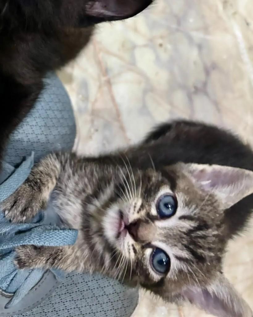 Bastet, gata de porte pequeno para adoção em Belo Horizonte - MG