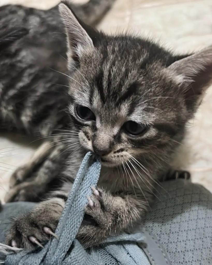 Bastet, gata de porte pequeno para adoção em Belo Horizonte - MG — foto 2 de 2