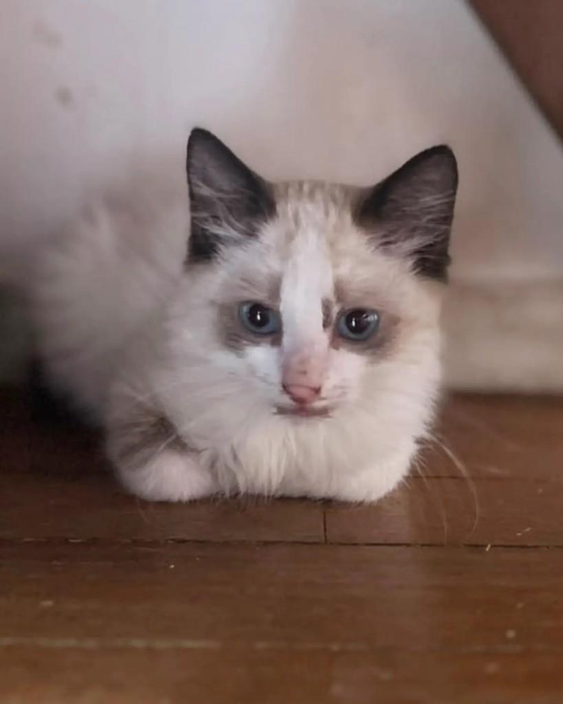 Peach, gata de porte pequeno para adoção em Belo Horizonte - MG