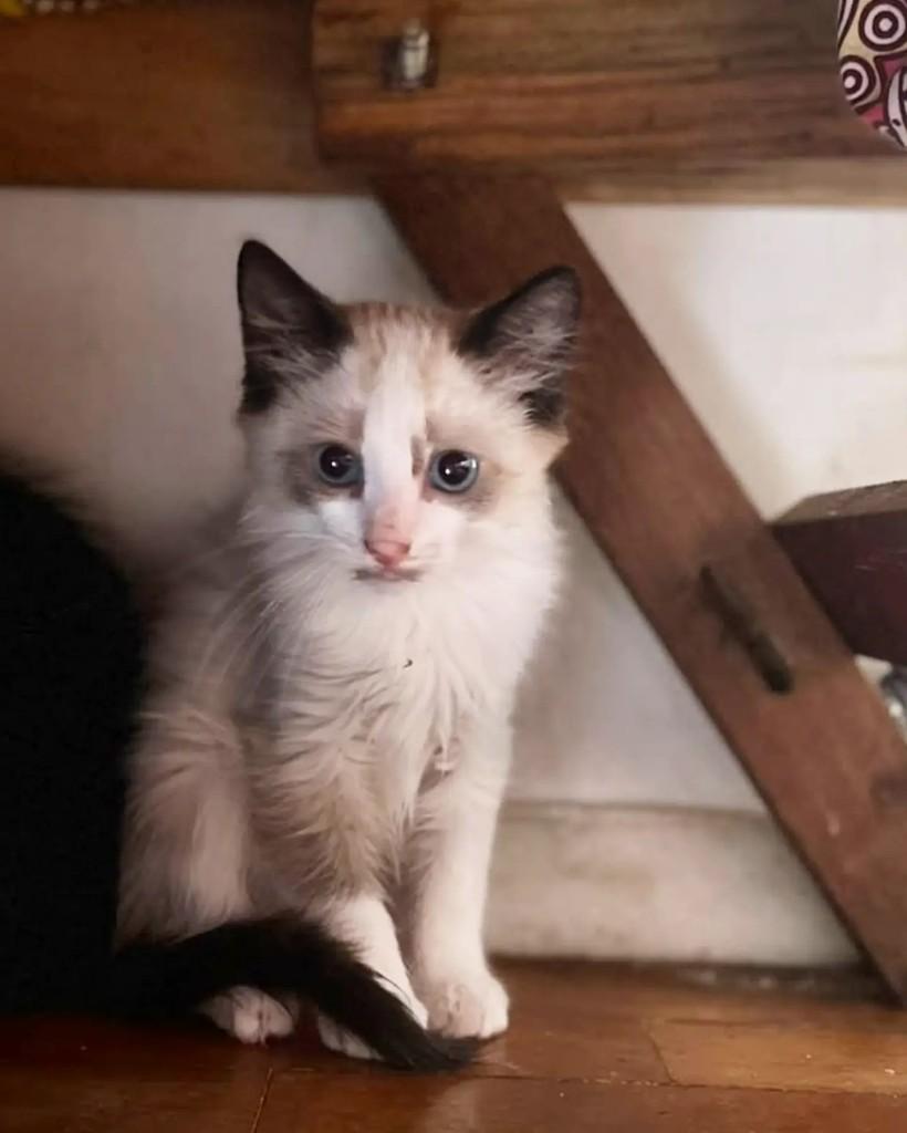 Peach, gata de porte pequeno para adoção em Belo Horizonte - MG — foto 2 de 2