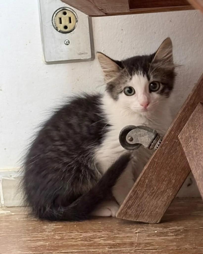 Luigi, gato de porte pequeno para adoção em Belo Horizonte - MG