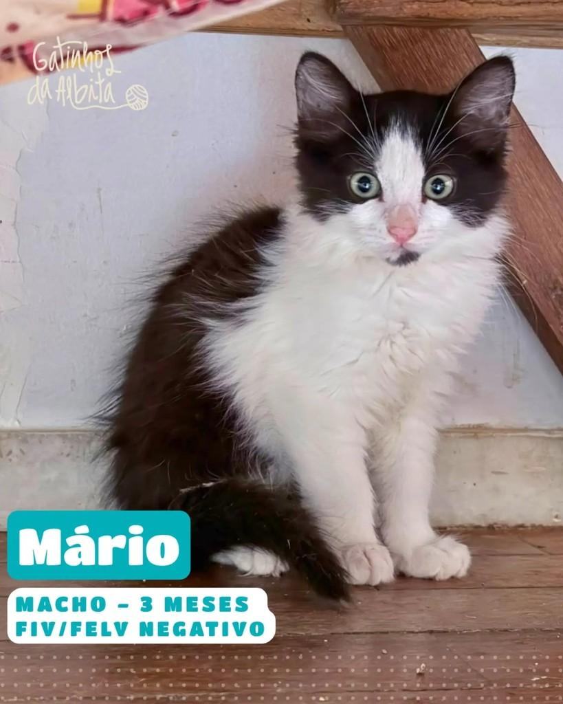 Mário, gato de porte pequeno para adoção em Belo Horizonte - MG