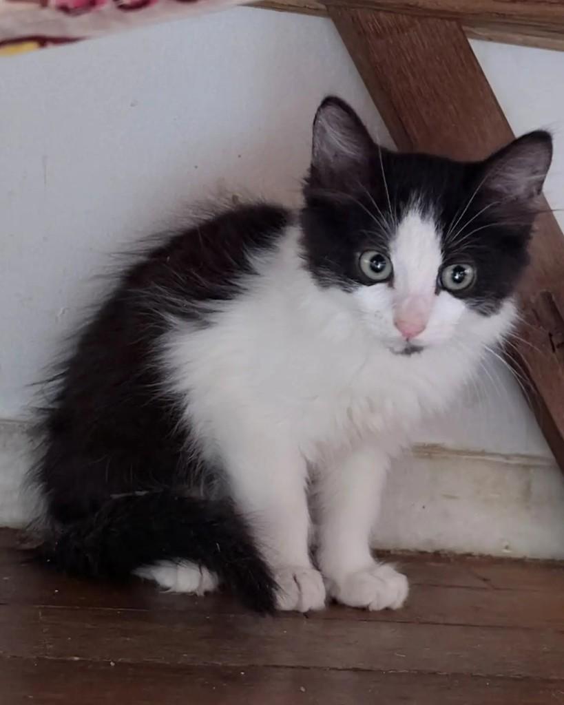 Mário, gato de porte pequeno para adoção em Belo Horizonte - MG — foto 2 de 3